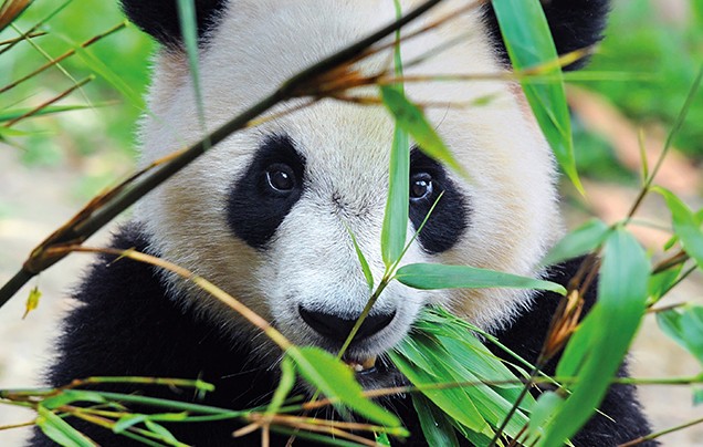 Day 12: Giant Pandas