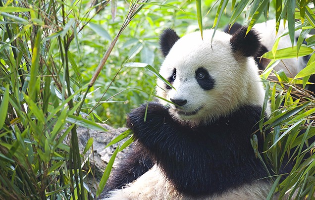 DAY 10: Giant Pandas