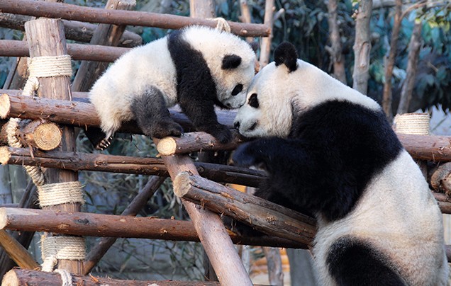 DAY 2: CHENGDU PANDA RESERVE