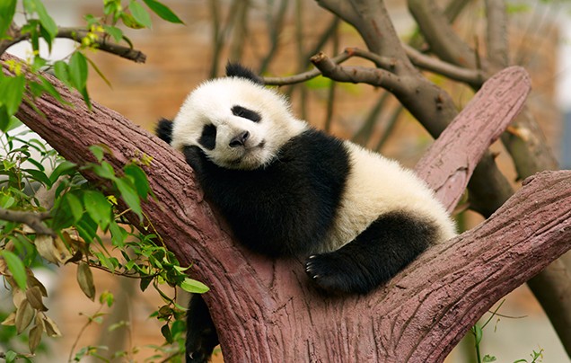 Day 8: Chengdu Giant Pandas