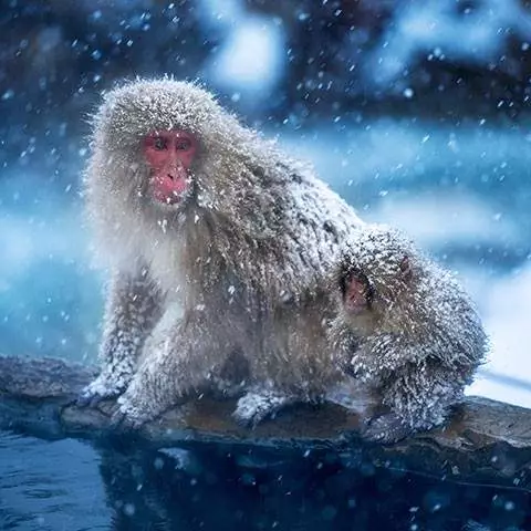 Snow Monkey Spotting