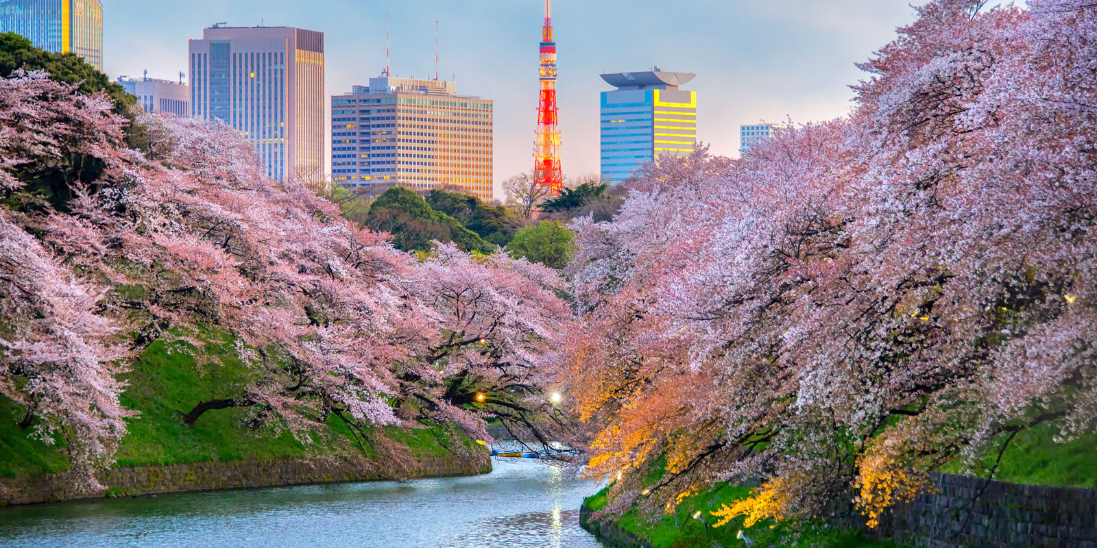 Japan Cherry Blossom Tours