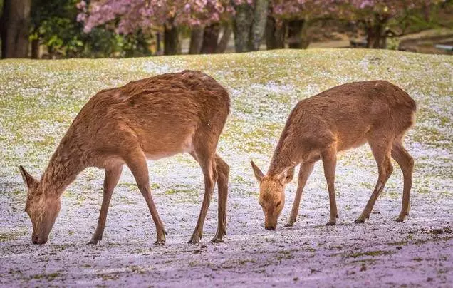Day 7: Explore Nara and Osaka