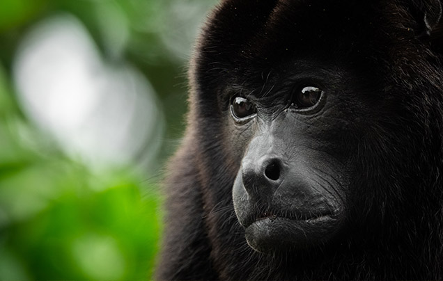 Day 4: EXPLORE TORTUGUERO