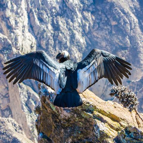 COLCA CANYON