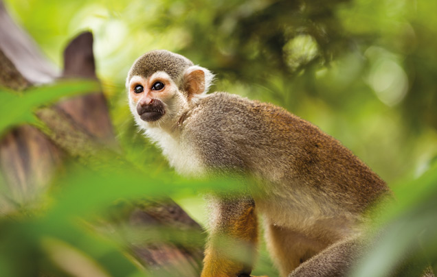 DAY 2: AMAZON ADVENTURE