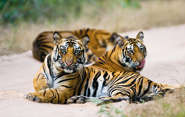 DAY 5: TIGERS OF RANTHAMBORE