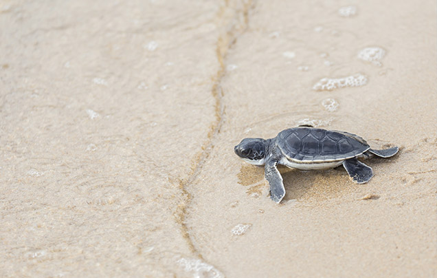 Day 13: Kosgoda Turtle Hatchery