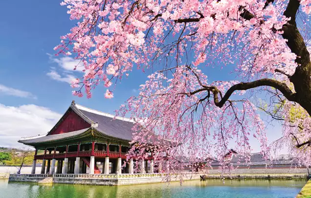 Live South Korea Event