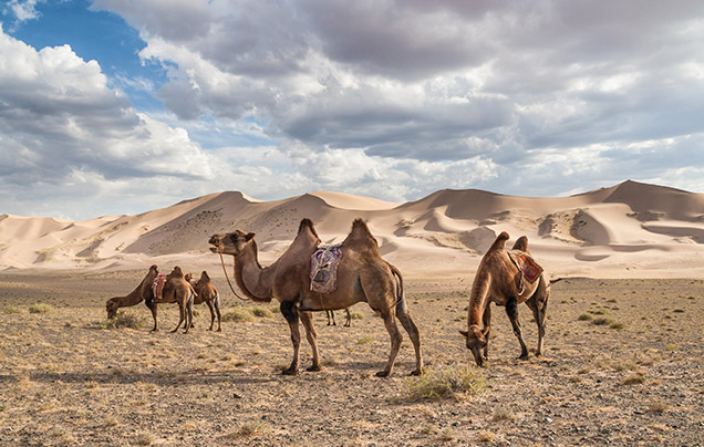 DAY 6: Khongoryn Els