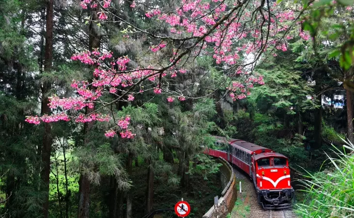 Ride the Forest Train