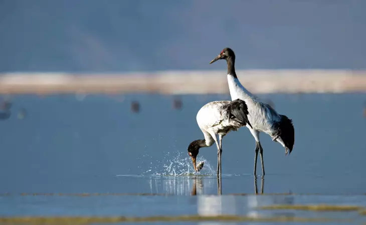 Phobjikha Valley Black-Necked Cranes