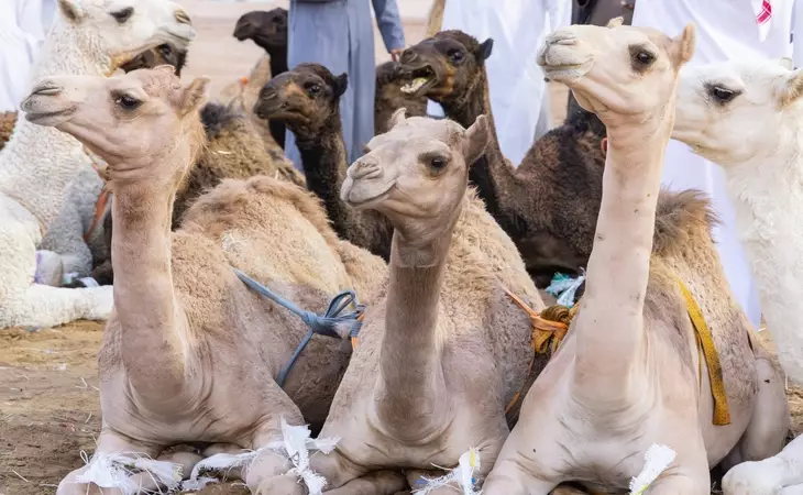 Camel Market