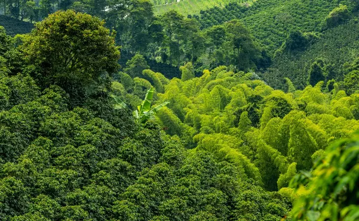 Learn about 'The World's Best Coffee'