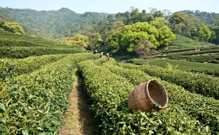 Visit Hangzhou's Tea Plantation