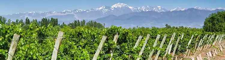 Drive through Argentina's vineyards
