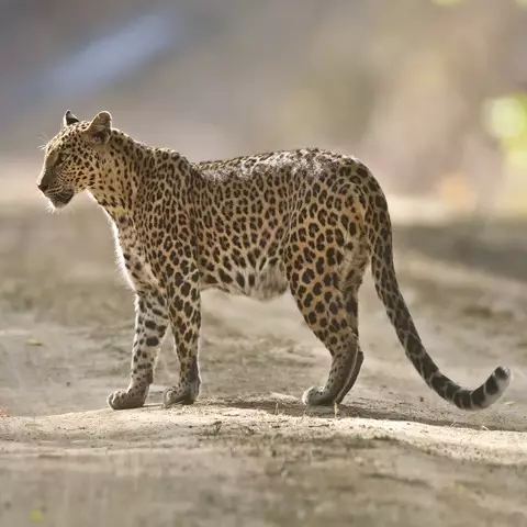 Safari through Kanha National Park