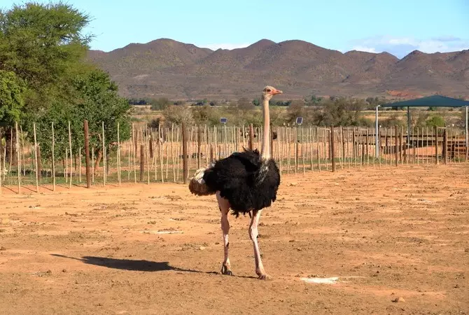 Visit an ostrich farm
