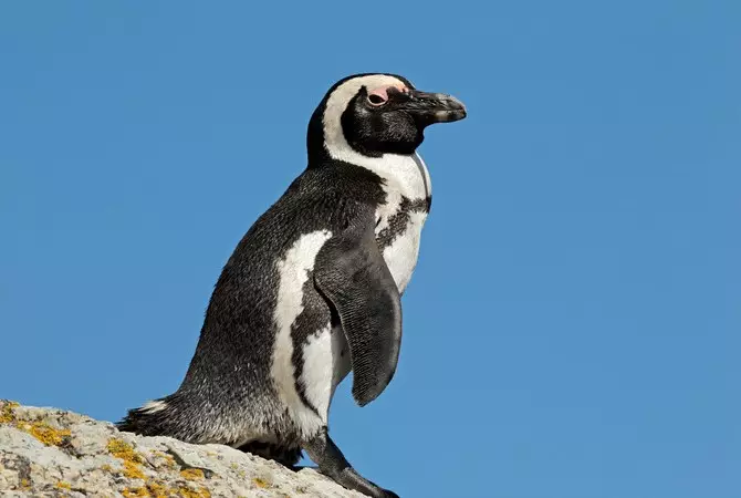 Observe the penguins