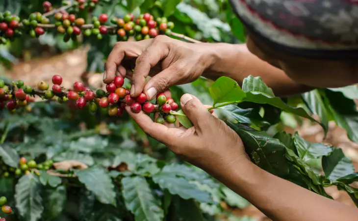 Bolaven Plateau Coffee Plantation