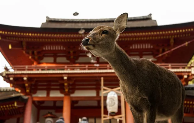 DAY 3: Discover Nara
