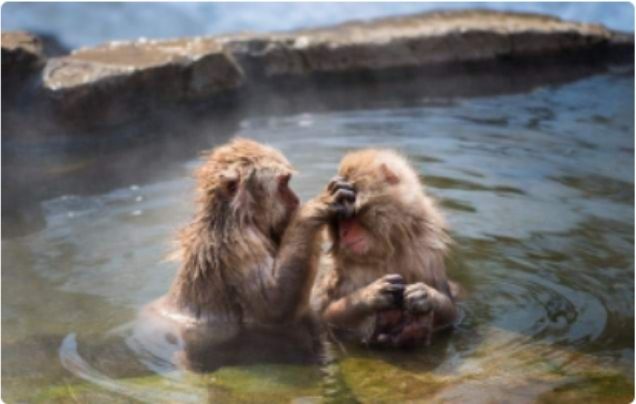 DAY 3: YUDANAKA ONSEN