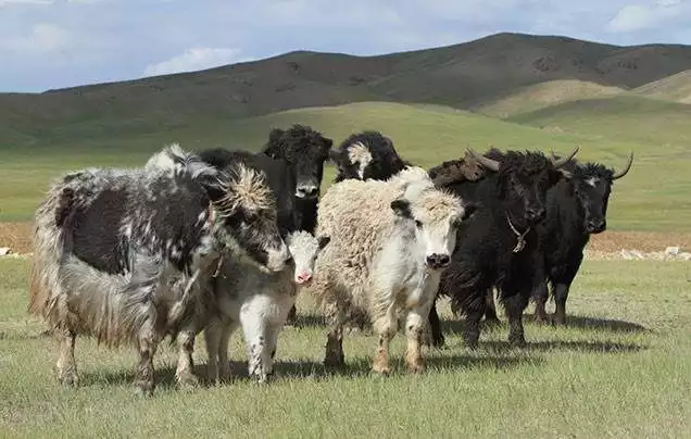 DAY 13: Jargal Jiguur