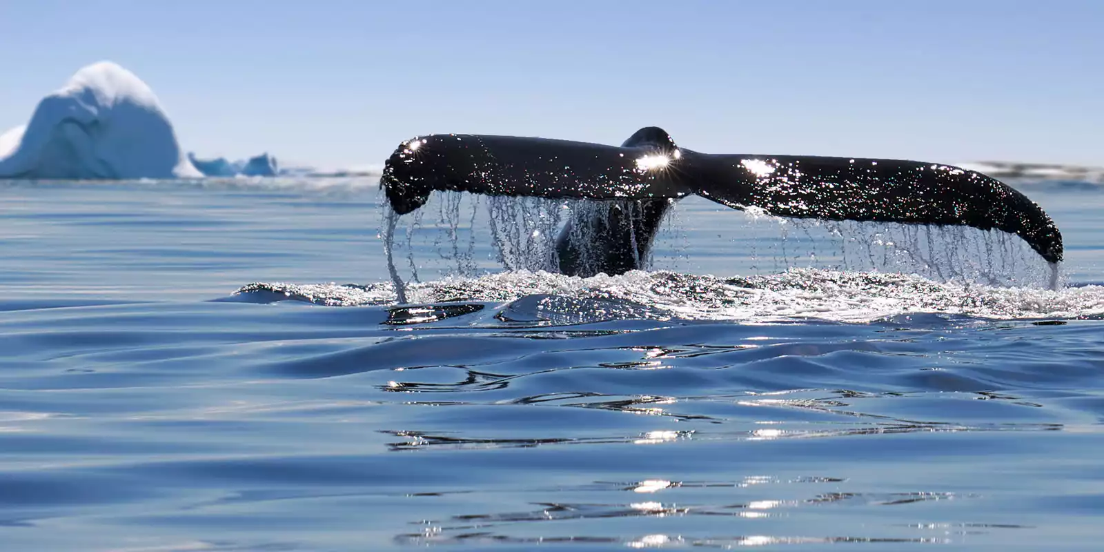 Antarctica Tours