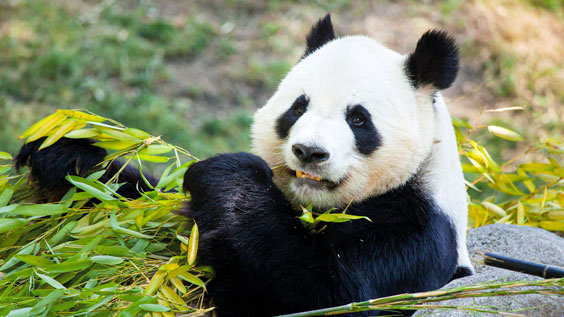 China VISA-free travel is here