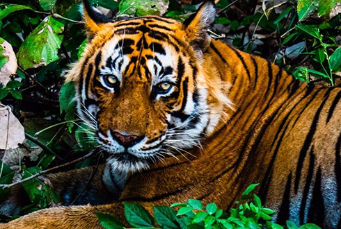 Day 10: Ranthambore National Park