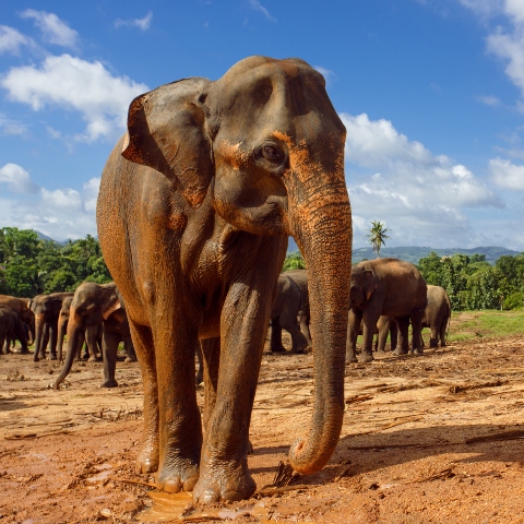 Elephant Transit Home