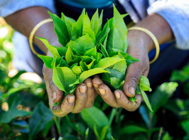 Tea Plantation Experience