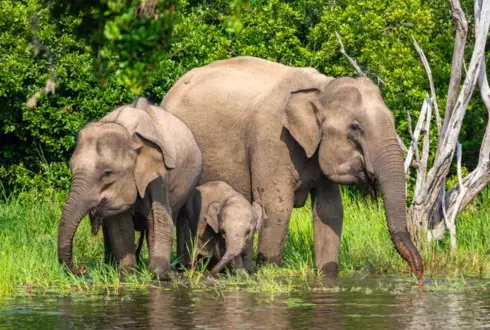 Christmas in Sri Lanka