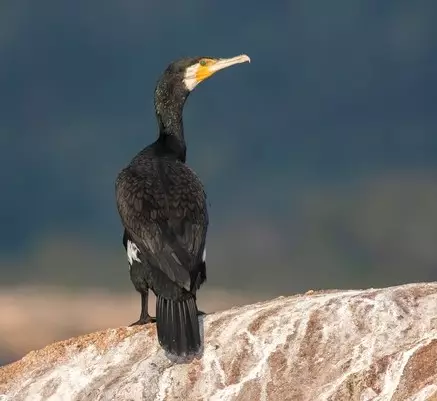 Day 9: Gal Oya National Park