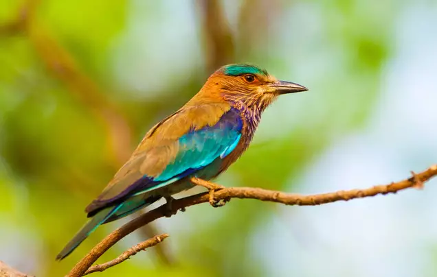 Day 6: Travel to Bandhavgarh