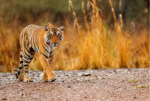 Wildlife of India