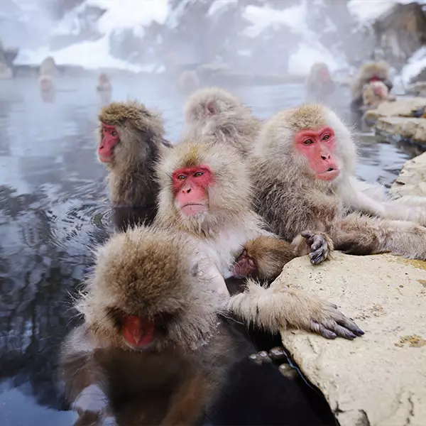 Snow Monkeys