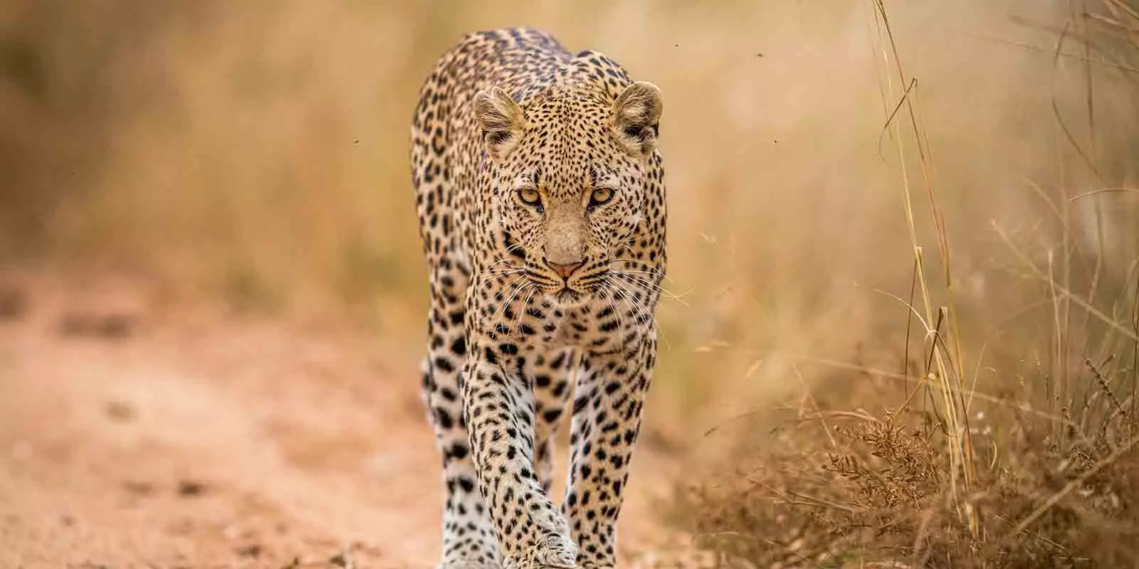 Kruger National Park Holidys