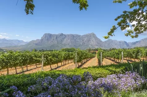 The Winelands
