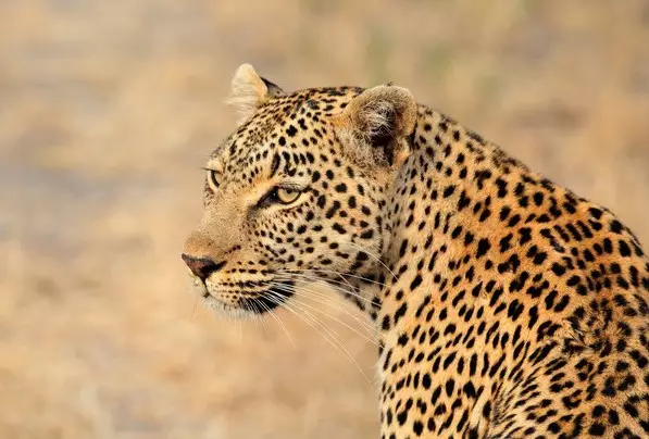 Day 6: Greater Kruger National Park