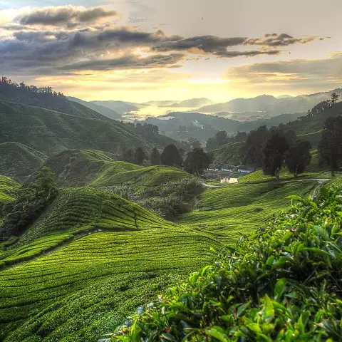 Cameron Highlands