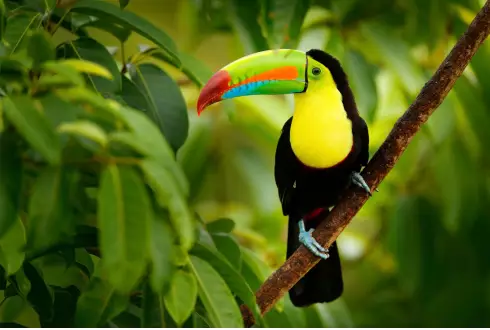 Corcovado National Park