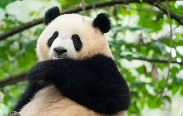 Day 8: Giant Panda's