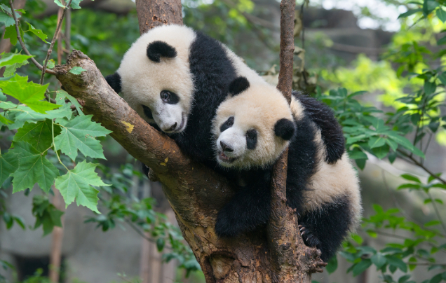 Day 8: Explore Chengdu