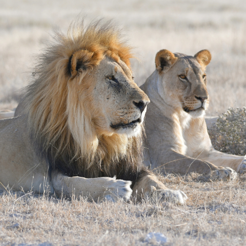 Etosha National Park