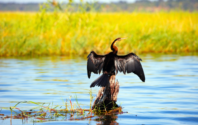 Day 2: Chobe River Safari