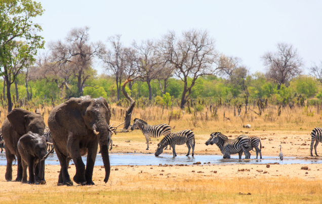 Day 4: Travel to Hwange