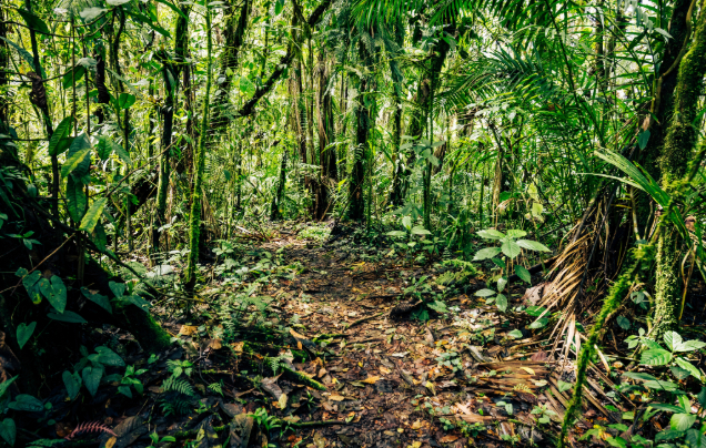 Days 4: Explore the Amazon