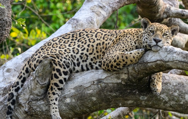 Days 7: Into the Pantanal