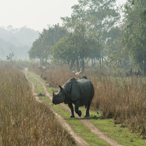 Kaziranga National Park 